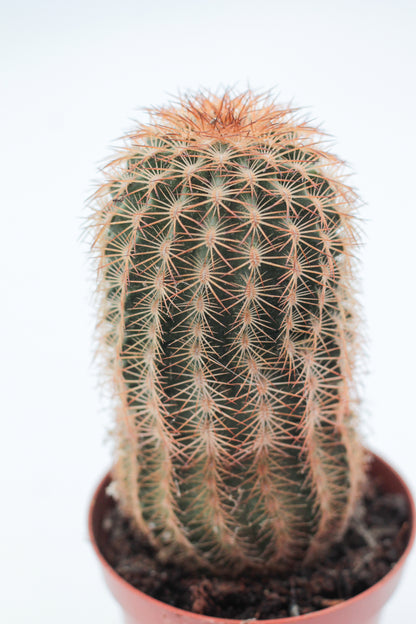 Echinocereus reichenbachii