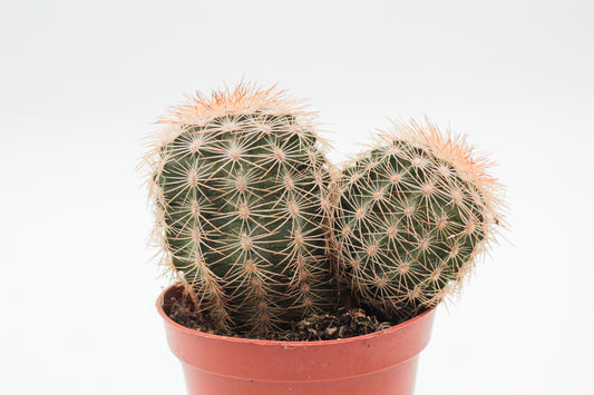 Echinocereus reichenbachii