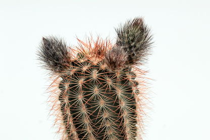 Echinocereus reichenbachii baileyi