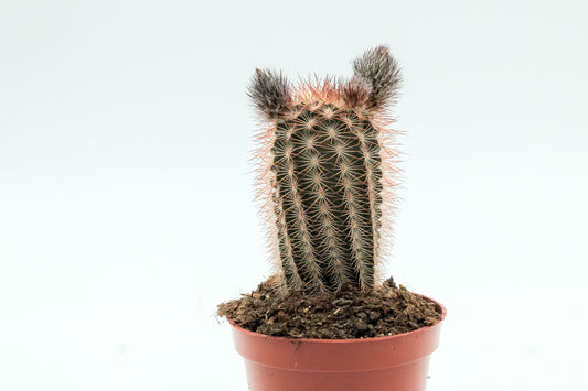 Echinocereus reichenbachii baileyi
