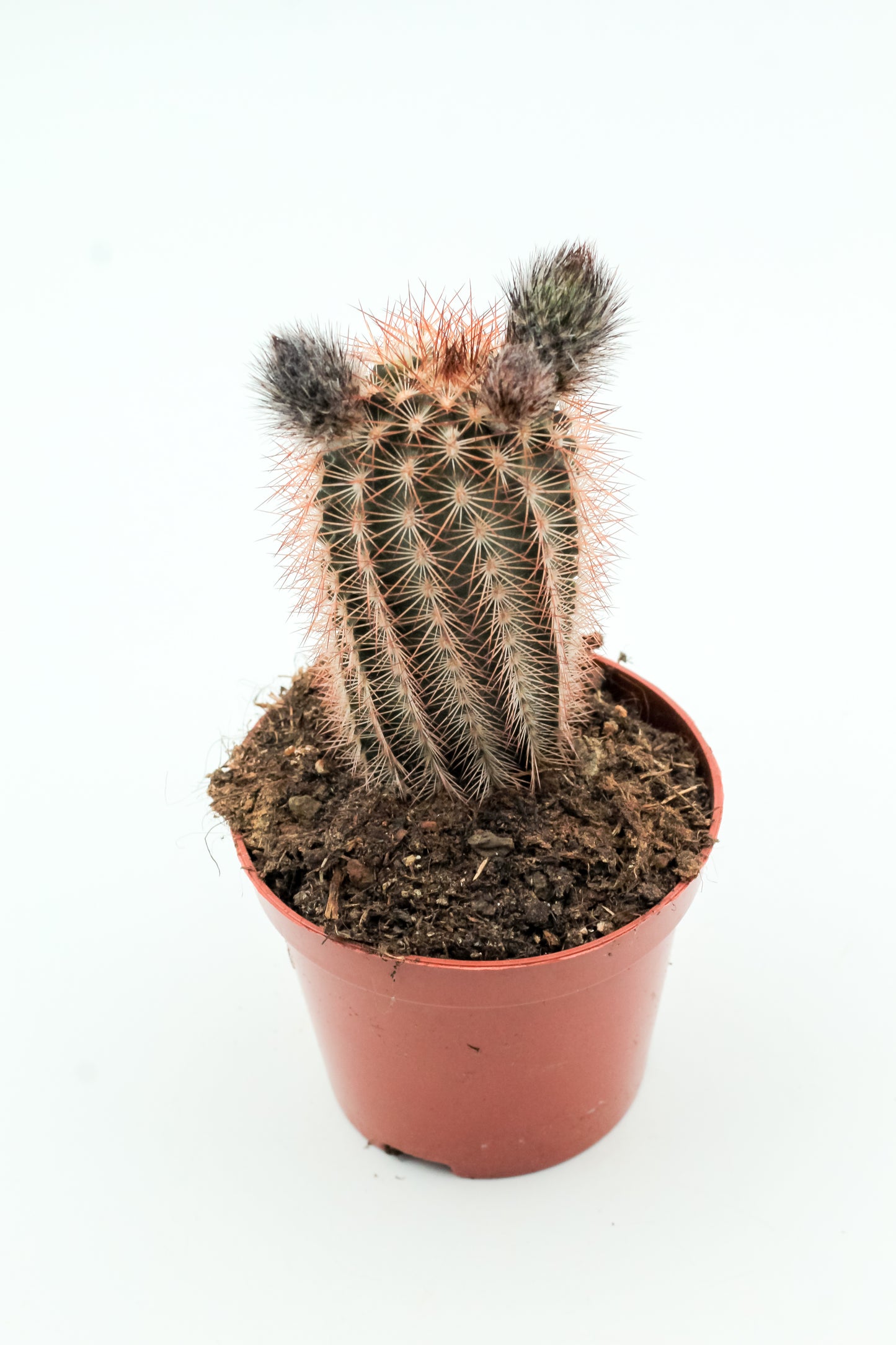 Echinocereus reichenbachii baileyi