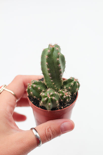 Echinocereus scheeri subs. gentryi