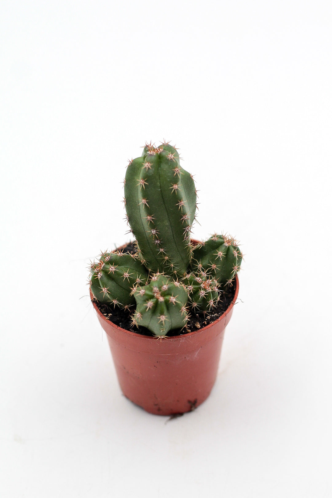 Echinocereus scheeri subs. gentryi