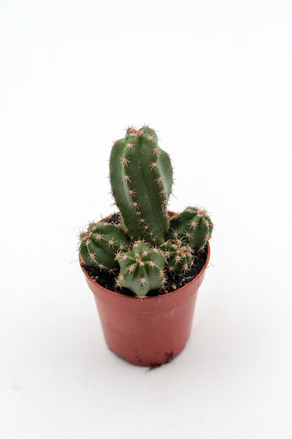 Echinocereus scheeri subs. gentryi
