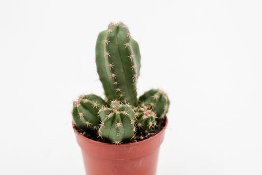 Echinocereus scheeri subs. gentryi