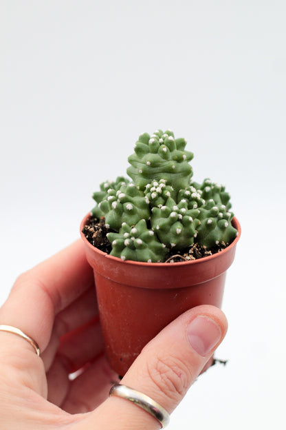 Echinocereus triglochidiatus var. mojavensis