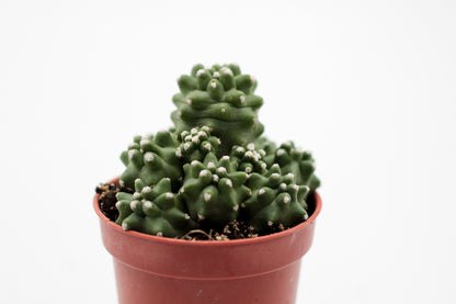 Echinocereus triglochidiatus var. mojavensis