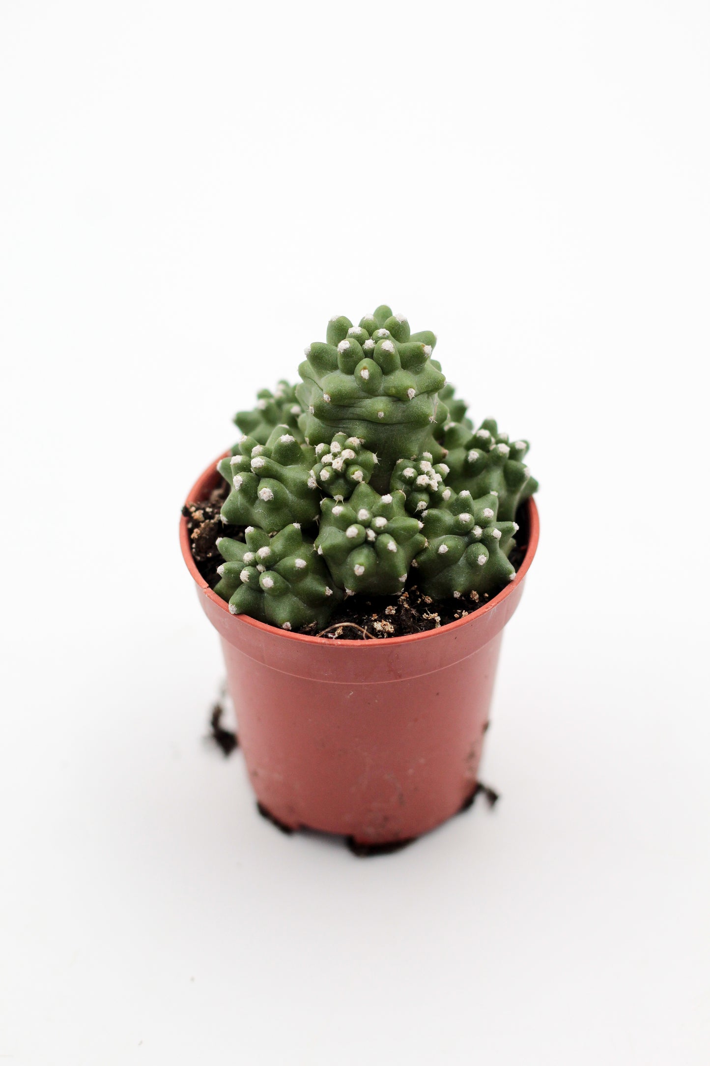 Echinocereus triglochidiatus var. mojavensis