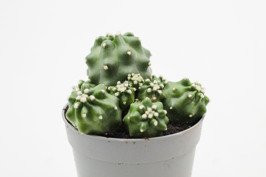 Echinocereus triglochidiatus var. mojavensis