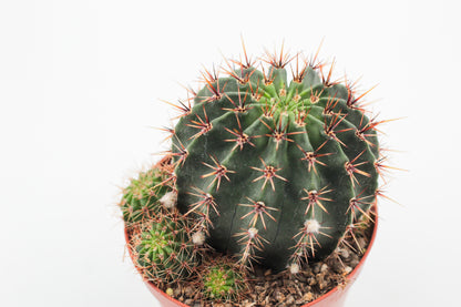 Echinopsis Hybrid