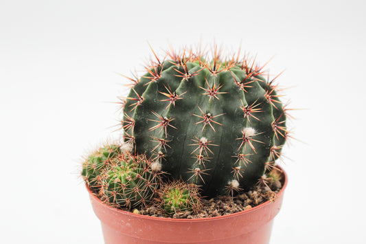 Echinopsis Hybrid