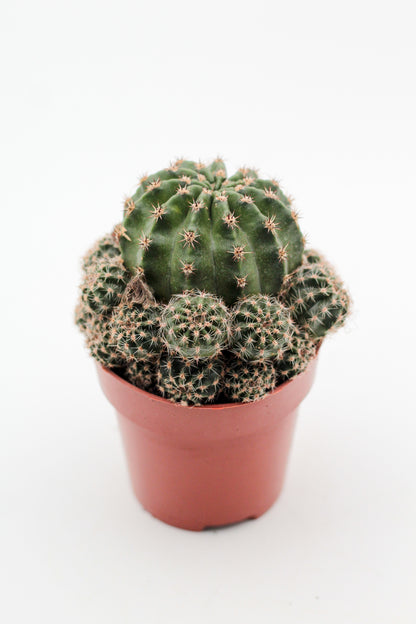 Echinopsis Hybrid