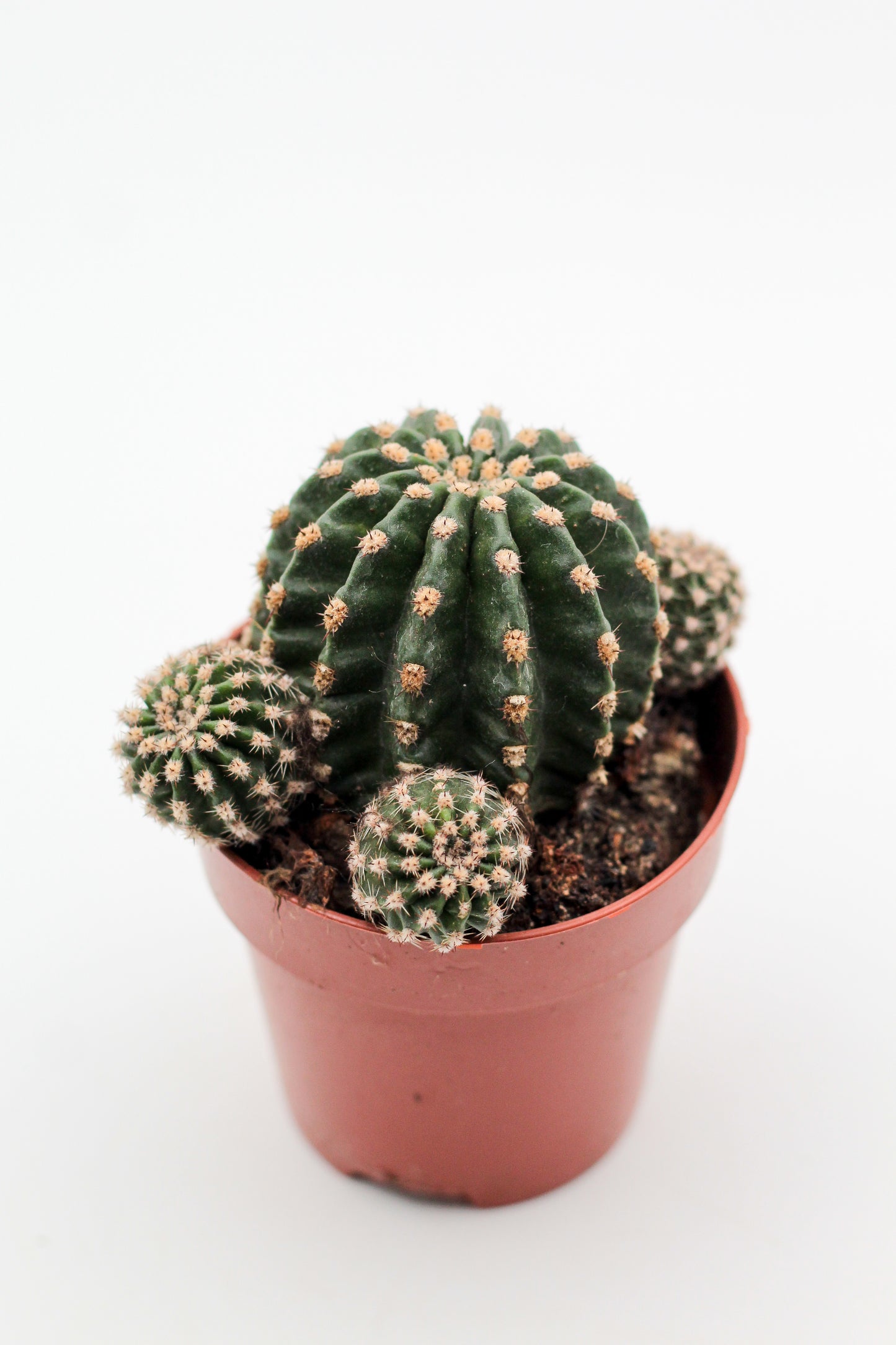Echinopsis Hybrid