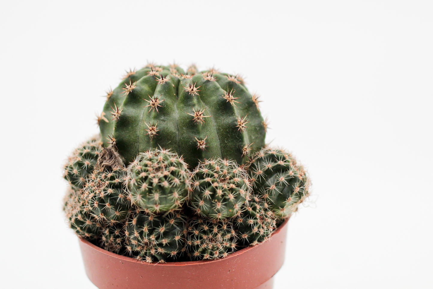 Echinopsis Hybrid