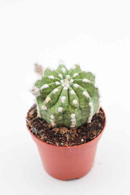 Echinopsis Subdenudata variegata/marbled variegata
