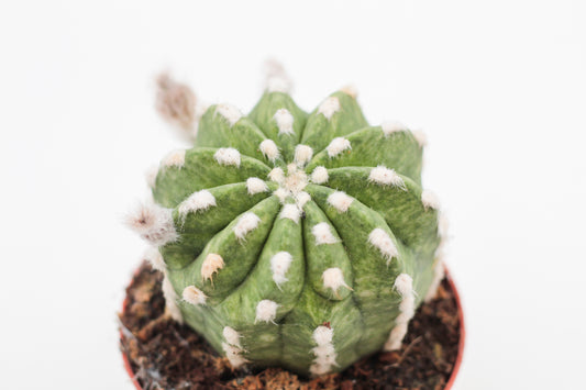 Echinopsis Subdenudata variegata/marbled variegata