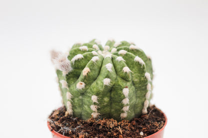 Echinopsis Subdenudata variegata/marbled variegata