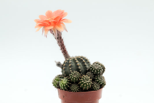Echinopsis hybride