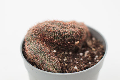 Echinopsis ancistrophora subs. arachnacantha cristaat