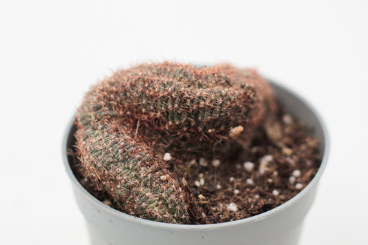 Echinopsis ancistrophora subs. arachnacantha cristaat