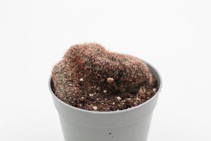 Echinopsis ancistrophora subs. arachnacantha cristaat