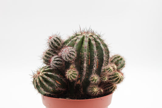 Echinopsis cv. Haku-jo Maru