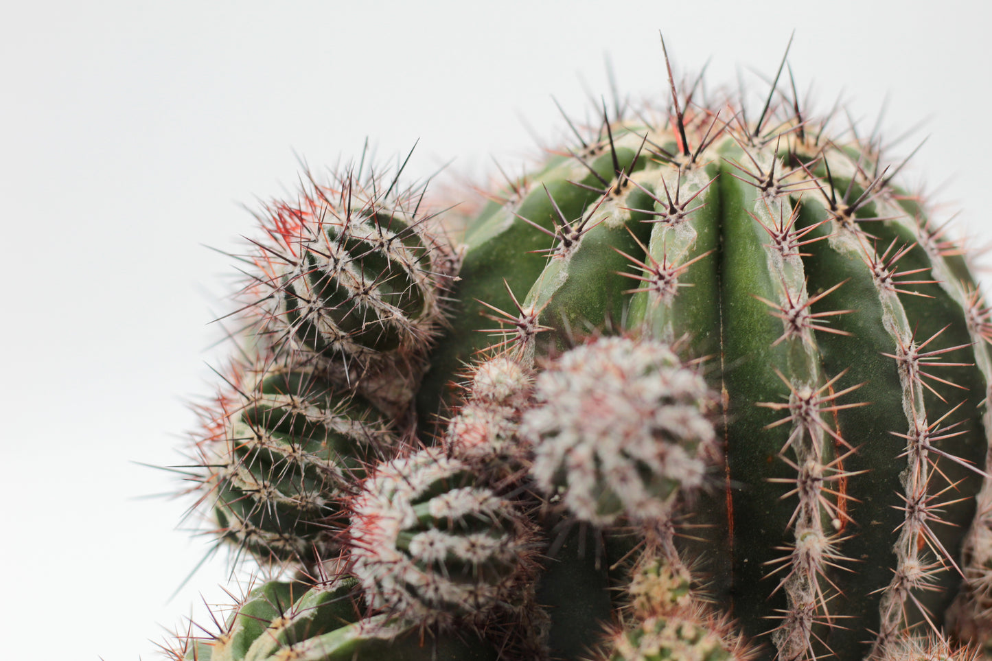 Echinopsis cv. Haku-jo Maru