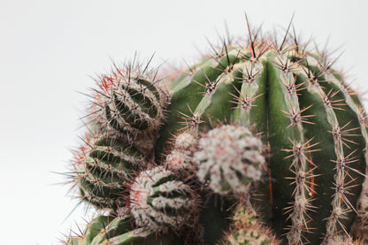 Echinopsis cv. Haku-jo Maru