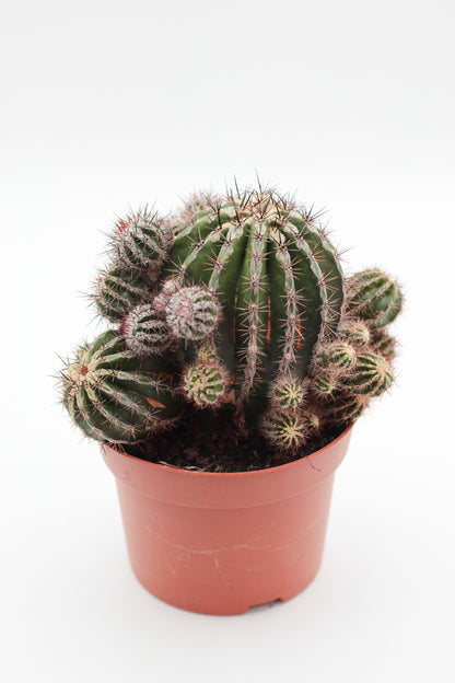 Echinopsis cv. Haku-jo Maru
