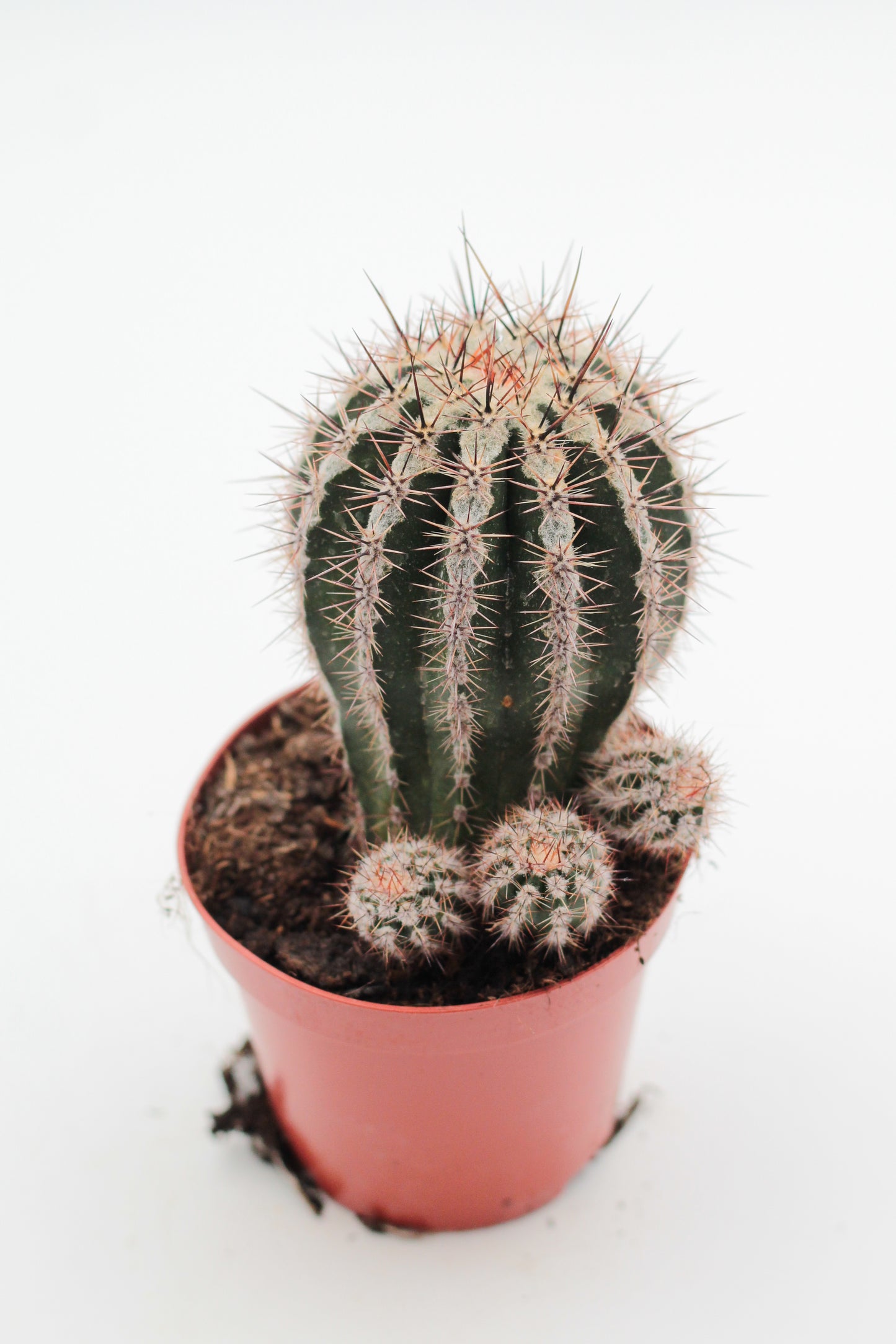 Echinopsis cv. Haku-jo Maru