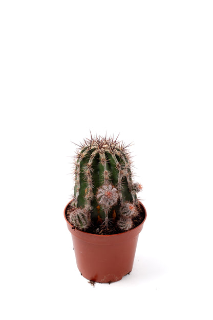 Echinopsis cv. Haku-jo Maru