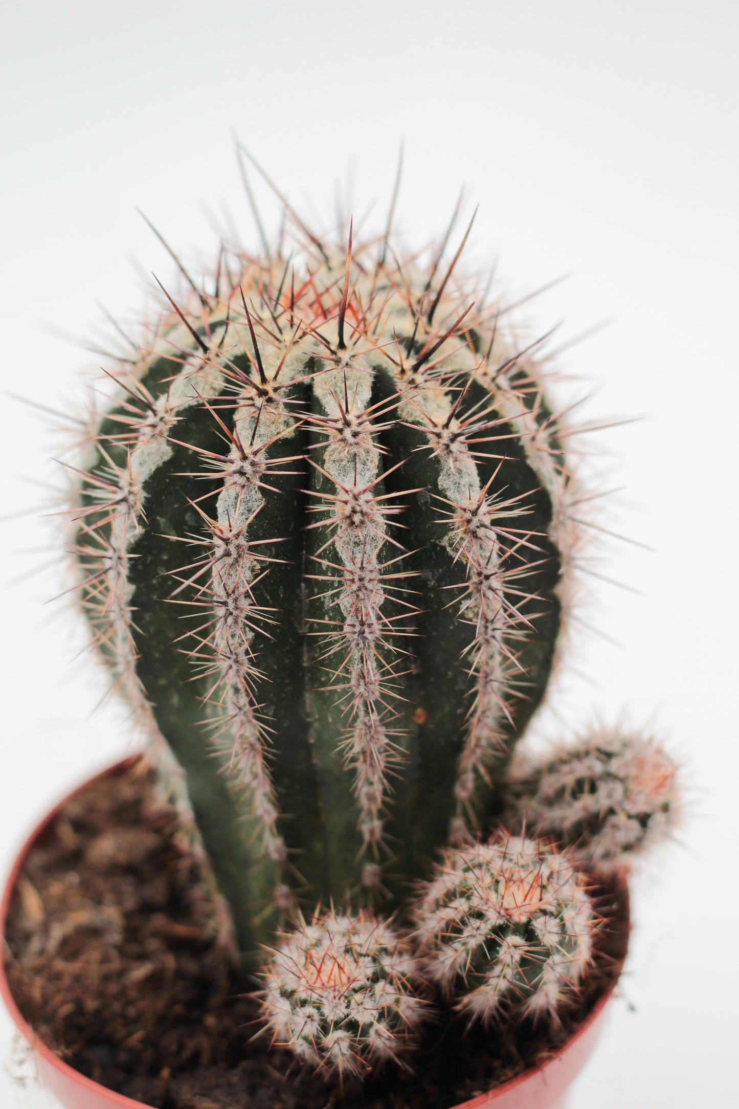 Echinopsis cv. Haku-jo Maru