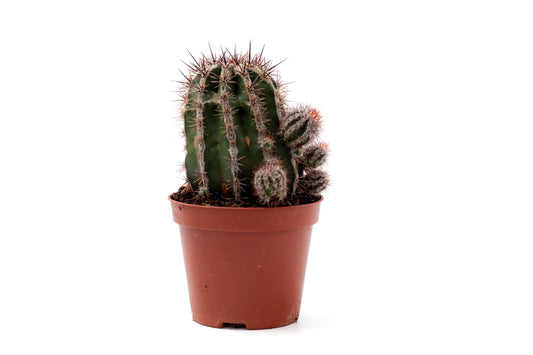 Echinopsis cv. Haku-jo Maru