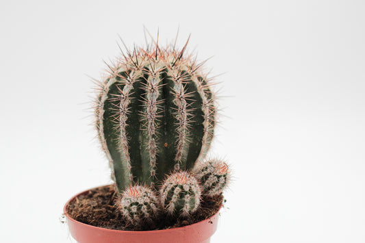Echinopsis cv. Haku-jo Maru