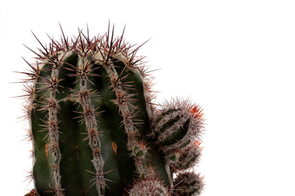 Echinopsis cv. Haku-jo Maru