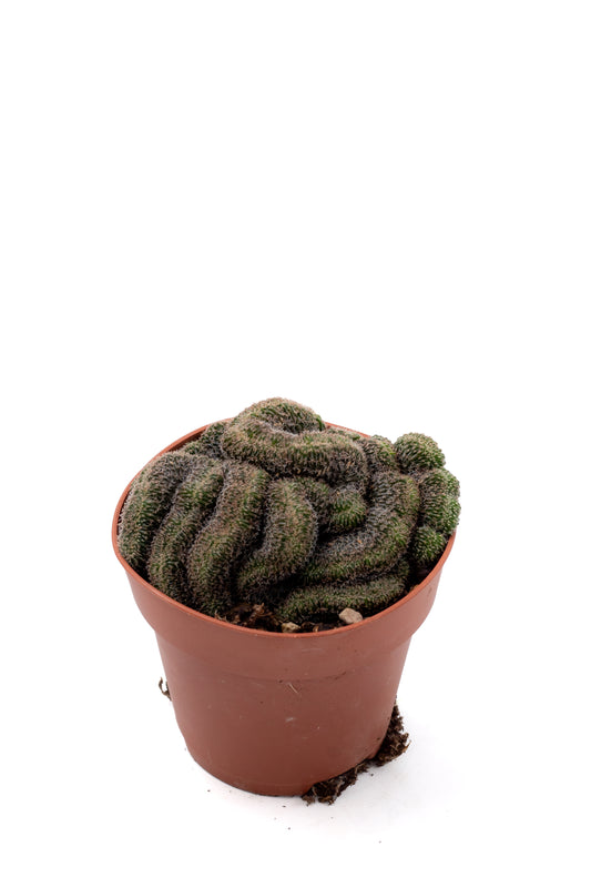 Echinopsis densispina cristaat