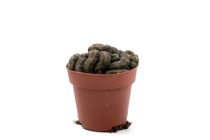 Echinopsis densispina cristaat