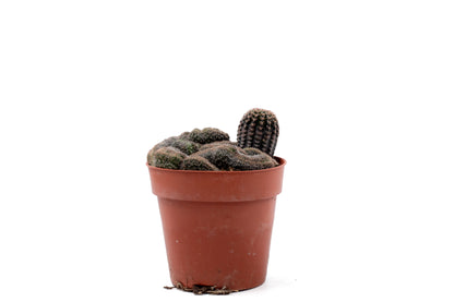 Echinopsis densispina cristaat