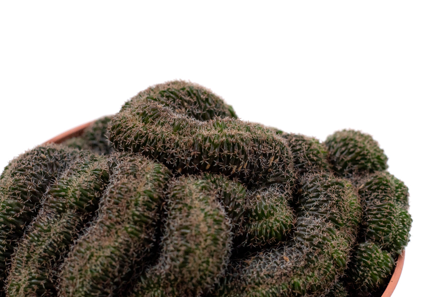 Echinopsis densispina cristaat