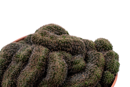 Echinopsis densispina cristaat