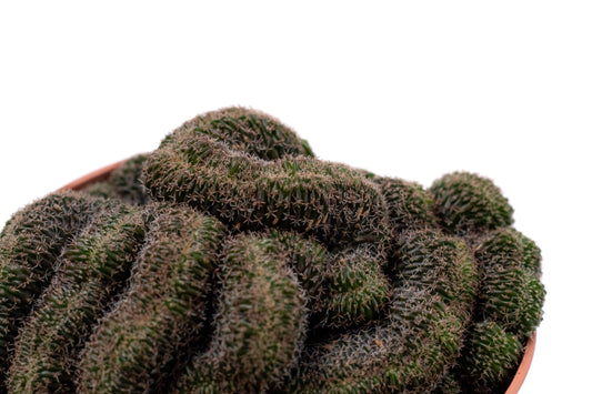Echinopsis densispina cristaat
