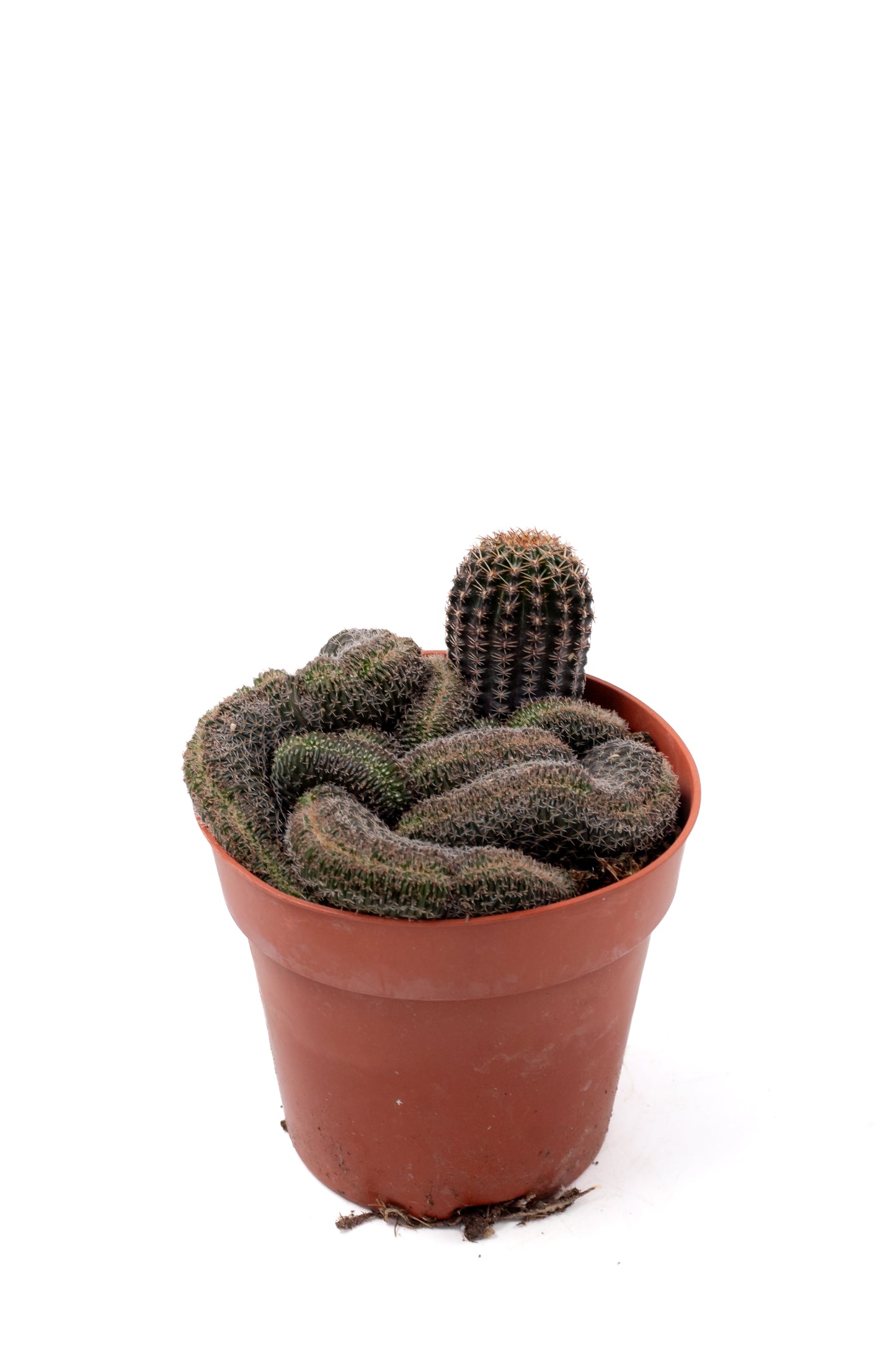 Echinopsis densispina cristaat