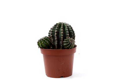 Echinopsis hybride