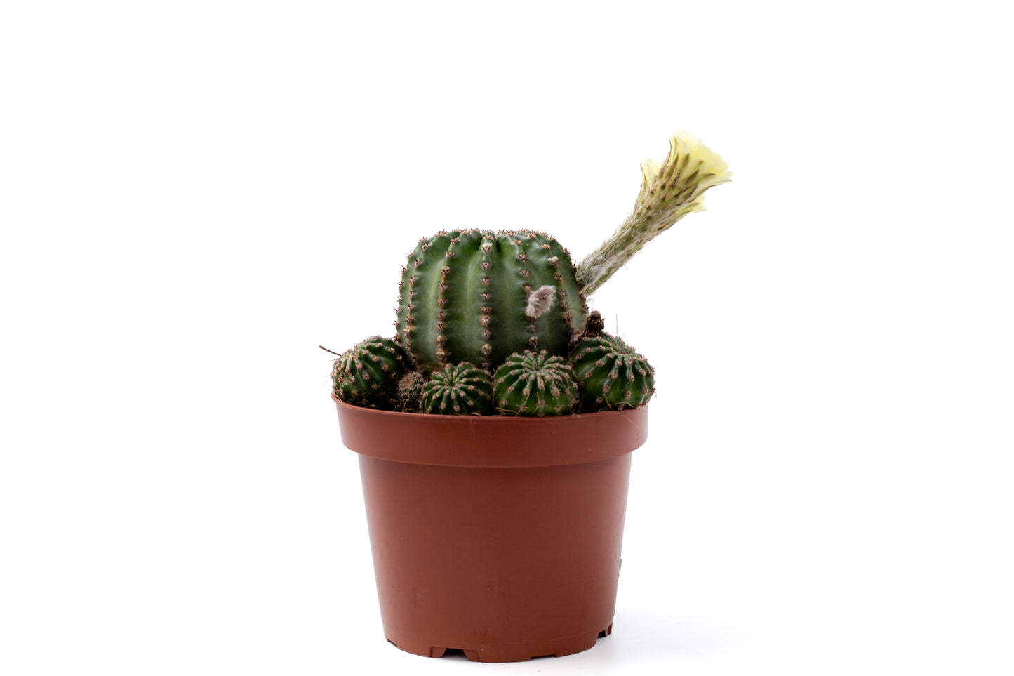 Echinopsis hybride