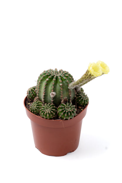 Echinopsis hybride