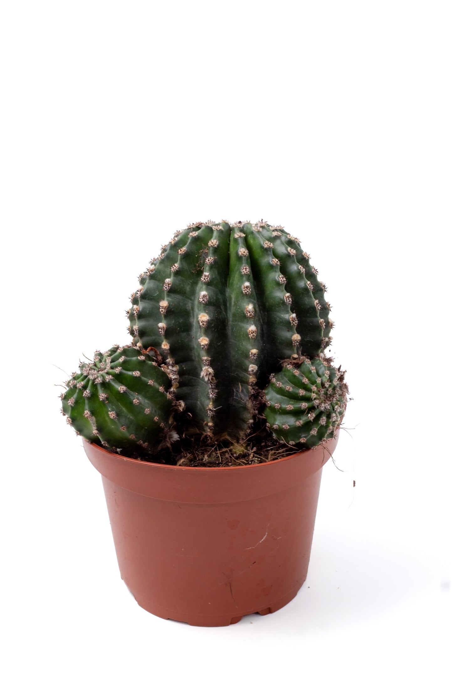 Echinopsis hybride