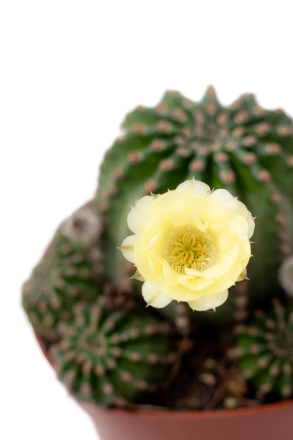 Echinopsis hybride