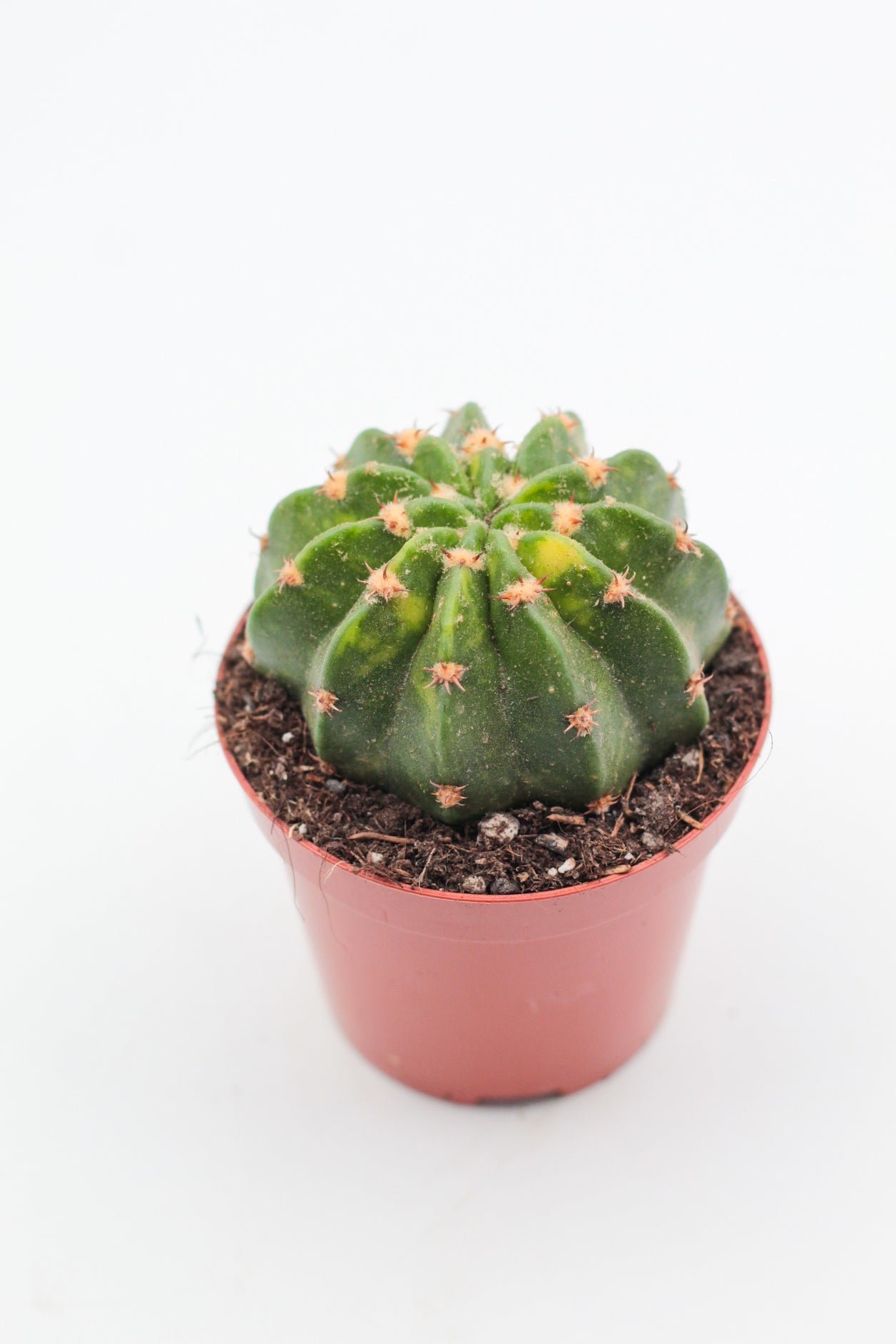 Echinopsis oxygona variegata