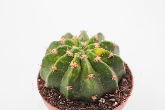 Echinopsis oxygona variegata