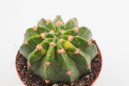 Echinopsis oxygona variegata